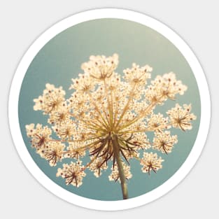 Queen Anne's Lace Sticker